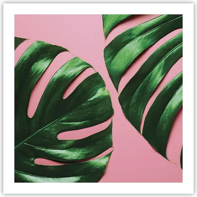 Produktbild von Poster - Poster ohne Rahmen - Monstera Blatt Rosa - 60x60 cm - Wand Bild - Wanddeko - Wandbilder - Kunstposter - Wandposter - Bilder - Kunstdruck - Wanddekoration - Wandbild - P2XAC60x60-4407