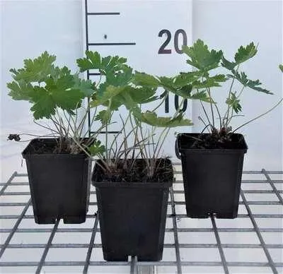 Immagine prodotto di 6 x Geranium phaeum 'Samobor' - Cranesbill - vaso 9 x 9 cm