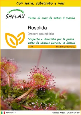 Immagine prodotto di SAFLAX Insieme di coltivazione - Rosolida - 50 semi - Drosera