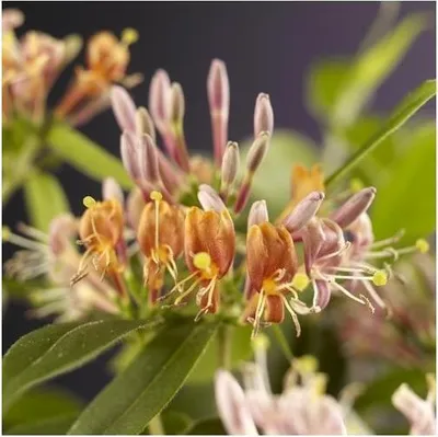 Produktbild von Echtes Immergrünes Geißblatt 60-80 cm Lonicera henryi – Jelängerjelieber, winterhart, duftend, ideal für Garten und Balkon