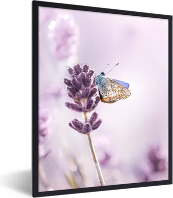 Produktbild von MuchoWow® Gerahmtes Poster Lavendel - Schmetterling - Nahaufnahme - Lila 30x40 cm - Poster mit Schwarzem Bilderrahmen Wandposter Rahmen Foto Bilder - Wanddeko - Kunstdrucke