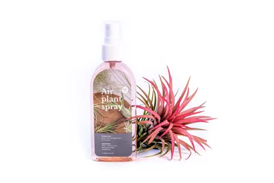 Obrázek produktu pro Gardners Set Tillandsia ionantha red s hnojivem