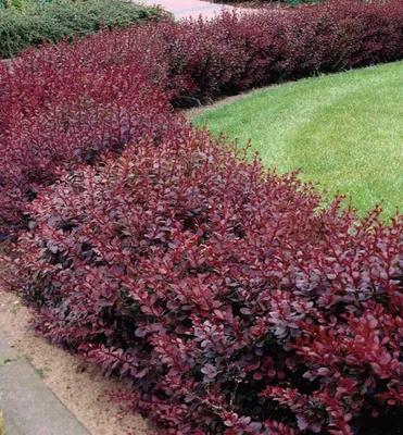Produktbild von Thunberg-Berberitze ´ATROPURPUREA NANA´ 20-30 cm, Cont. 1,4 l