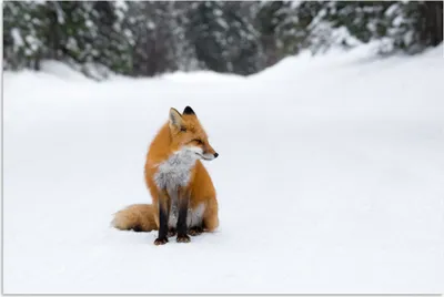 Produktbild von MuchoWow® Poster Fuchs - Schnee - Winter 30x20 cm - Plakate - Print