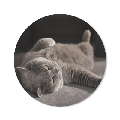 Produktbild von MuchoWow® Mauspad Mousepad Tier - Katze - Grau 20x20 cm - Mousepads - Maus Mat - Pad - Mausunterlage - Schreibtischmatte