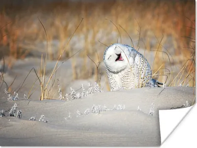 Produktbild von MuchoWow® Poster Eule - Schnee - Düne 120x90 cm - Wandbild