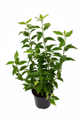 Produktbild von 20 Prunus lusitanica 'Angustifolia', Portugiesischer Kirschlorbeer – 40–50 cm – immergrüne und winterharte Heckenpflanzen