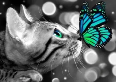 Produktbild von Malen nach Zahlen 5d Diamond Painting Katze