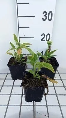 Zdjęcie produktu dla 6 x Echinacea purp. 'Mellow Yellows' - Sonnenhut - Topf 9 x 9 cm