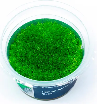 Produktbild von Hemianthus callitrichoides 'Cuba' In-Vitro Cup algen- und schneckenfrei