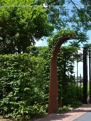 Produktbild von Hainbuche Carpinus betulus 60-80 cm im Topf, 100x Heckenpflanze
