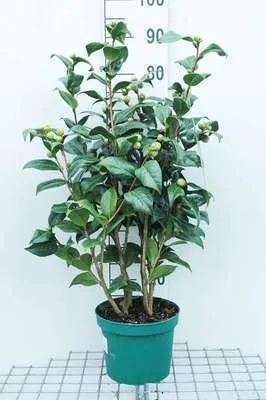 Obrázek produktu pro Camellia japonica růžová - Camellia japonica růžová 60- 80 cm Kontejner