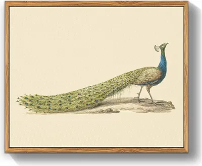 Produktbild von Vintage Pfau Leinwandbild mit Rahmen 30x40 cm blau Wohnzimmer Büro Dekoration