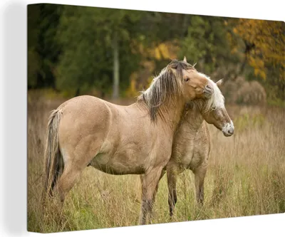 Zdjęcie produktu dla OneMillionCanvasses® - Wydruki na płótnie - 140x90 cm, Dwa przytulające się konie fiordzkie jesienią, grafika ścienna dekoracja ścienna