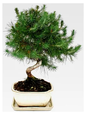 Produktbild von Bonsai - Pinus halepensis - Aleppo-Kiefer - ca. 7-8 Jahre alt - 16 cm Schale