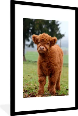Produktbild von MuchoWow® MuchoWow® Gerahmtes Poster Scottish Hochlandrind - Kalb - Gras 60x90 cm - Poster mit zchwarzem Bilderrahmen - Dekoration - Wandposter Wohnzimmer - Hochwertig