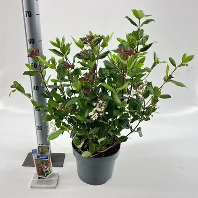 Image de Viburnum tinus « Gwenllian » - Viorne laurier | 50-60 cm en pot