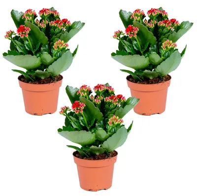 Produktbild von Kalanchoe | Rot pro 3 Stück - Außen- und Zimmerpflanzen in den Kindergärten 12 cm - -3025-30 cm