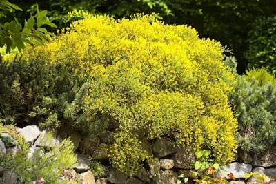 Produktbild von Genista pilosa 'Vancouver Gold', Ginster, goldgelb, 30–40 cm