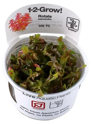 Produktbild von Aquarium Pflanze Rotala macrandra Tropica Nr.032 TC in Vitro Wasserpflanze