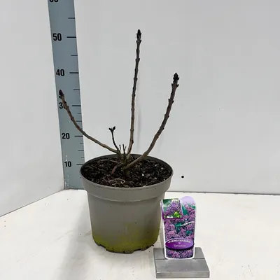 Immagine prodotto di Syringa vulgaris 'Sensation' - Lillà nobile | 40-50 cm in vaso