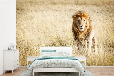 Produktbild von MuchoWow® Fototapete für Wohnzimmer oder Schlafzimmer Wandtapete Vinyl Motivtapete Löwen - Afrika - Gras - 360x240 cm - Vinyl-Tapete