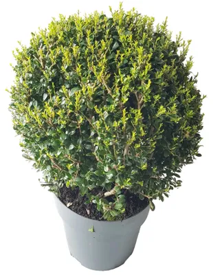 Produktbild von 2x Ilex crenata 'Glorie Dwarf' Kugeln – Durchmesser 30–35 cm – immergrün und winterhart, Buchsbaum-Alternative