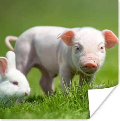 Produktbild von MuchoWow® Poster Ferkel - Kaninchen - Tiere 100x100 cm - Babyzimmer