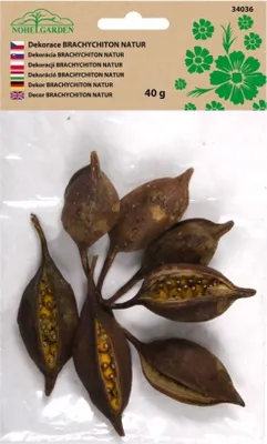 Obrázek produktu pro Nohel Garden Dekorace sušiny BRACHICITON NAT přírodní 40g