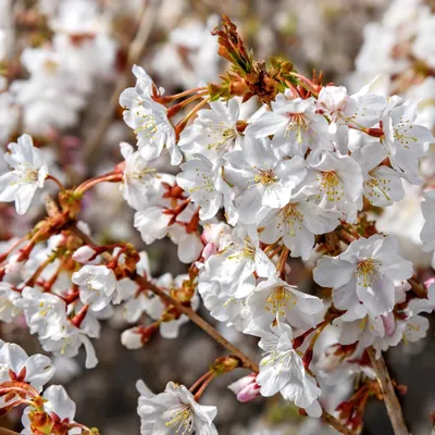 Produktbild von Prunus incisa 'Mikinori', Fuji-Kirsche, Höhe 40-50 cm, 3-Liter-Topf