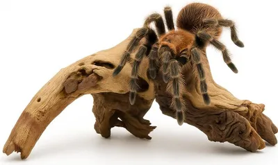 Produktbild von Mopani Wurzel Für Terrarium Und Aquarium - 100% Natürlich, Dekorativ, Stabil