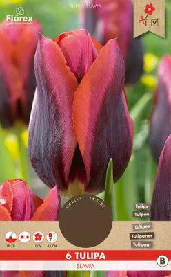 Artikelbild 1 von 'Tulpe Slawa (6 Stück)' aus der Kategorie Tulpenzwiebeln