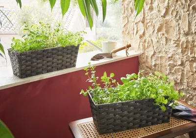 Produktbild von Pflanzkasten 'Polyrattan', Pflanzen, Blumen, Garten, Terrasse, dekorativ