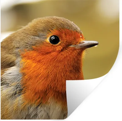 Produktbild von MuchoWow® Wandtattoo Wandsticker Wandaufkleber Vogel - Rotkehlchen - Porträt 80x80 cm Selbstklebend und Repositionierbar - Wierderverwendbar - Selbstklebend
