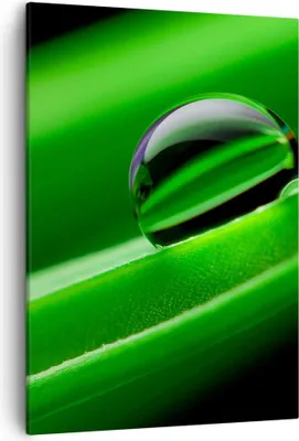 Produktbild von Bild auf Leinwand - Leinwandbild - Einteilig - Pflanze Tropfen Wasser Blase - 50x70cm - Wand Bild - Wanddeko - Wandbilder - Leinwanddruck - Wanddekoration - Leinwand bilder - Wandbild - PA50x70-2352