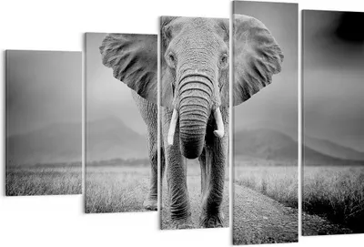 Produktbild von Bild auf Leinwand - Leinwandbild - 5 Teile - Elefant Wildnis Natur - 150x100cm - Wand Bild - Wanddeko - Wandbilder - Leinwanddruck - Bilder - Wanddekoration - Leinwand bilder - EG150x100-4966