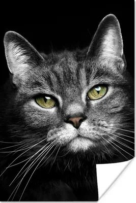 Produktbild von MuchoWow® Poster Haustiere - Katze - Tiere - Schwarz - Weiß 120x180 cm - Kunstposter