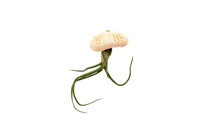 Obrázok produktu pre Gardners Medusa ROSE s Tillandsií Bulbosa