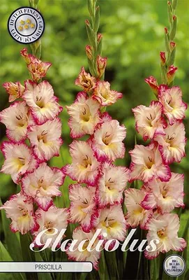 Artikelbild 2 von 'Gladiole Priscilla (10 Stück)' aus der Kategorie Gladiolenzwiebeln