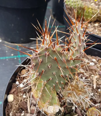 Image de Opuntia rhodantha v. pisciformis