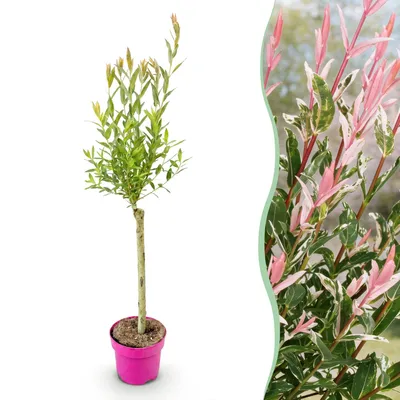 Image de Salix Flamingo - Ø17cm - ↕70-80cm