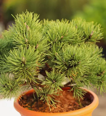 Produktbild von Heimische Bergkiefer Pinus mugo Mops 30 - 40 cm immergrüne Kiefer