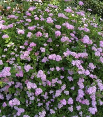 Produktbild von Rosa Zwergspiere Little Princess - Spiraea japonica Little Princess 20-30