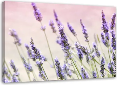 Produktbild von Leinwandbild lavendelblüten 90x60 cm Feeby lila wandbild bereit zum aufhängen