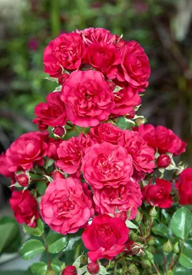 Produktbild von Rosa 'Gärtnerfreude', Rose, pink, 5-7,5 Liter Container