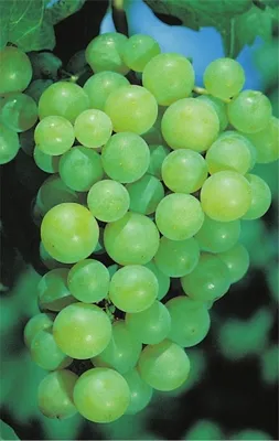 Produktbild von Vitis vinifera Perle von Zala Weinrebe Rebe selbstfruchtend veredelt Neuaustrieb