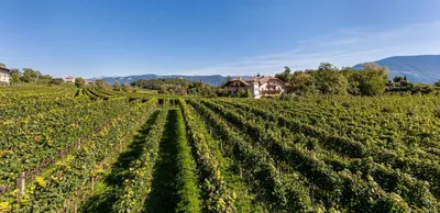 Produktbild von Blauburgunder Rosé - 2023 - Weingut Stroblhof