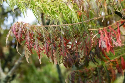Produktbild von Rhus typhina 'Tiger Eyes', Essigbaum, gelbgrün, 40–60 cm
