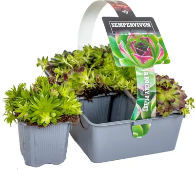 Image de Bloomique - Lot de 6 - Sedum Mix - Orpin - Plantes de jardin - Résistante au gel - Couvre-sol - Hauteur 8-12 cm - Pot 7 cm