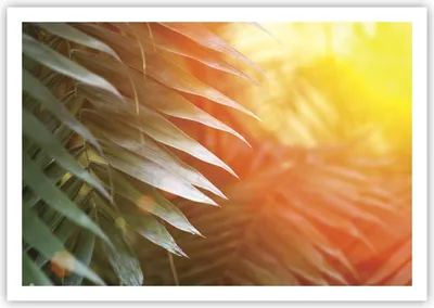Produktbild von Poster - Poster ohne Rahmen - Exotisch Blätter Dämmerung - 100x70 cm - Wand Bild - Wanddeko - Wandbilder - Kunstposter - Wandposter - Bilder - Kunstdruck - Wanddekoration - Wandbild - P2XAA100x70-4807